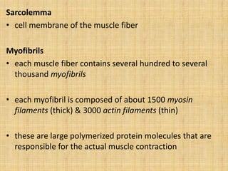 Sarcolemma
• cell membrane of the muscle fiber
Myofibrils
• each muscle fiber contains several hundred to several
thousand myofibrils
• each myofibril is composed of about 1500 myosin
filaments (thick) & 3000 actin filaments (thin)
• these are large polymerized protein molecules that are
responsible for the actual muscle contraction
 