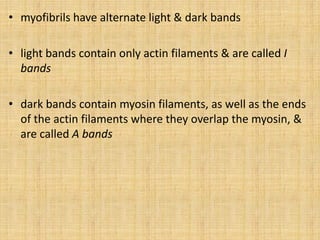 • myofibrils have alternate light & dark bands
• light bands contain only actin filaments & are called I
bands
• dark bands contain myosin filaments, as well as the ends
of the actin filaments where they overlap the myosin, &
are called A bands
 