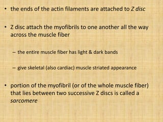• the ends of the actin filaments are attached to Z disc
• Z disc attach the myofibrils to one another all the way
across the muscle fiber
– the entire muscle fiber has light & dark bands
– give skeletal (also cardiac) muscle striated appearance
• portion of the myofibril (or of the whole muscle fiber)
that lies between two successive Z discs is called a
sarcomere
 