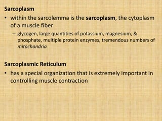Sarcoplasm
• within the sarcolemma is the sarcoplasm, the cytoplasm
of a muscle fiber
– glycogen, large quantities of potassium, magnesium, &
phosphate, multiple protein enzymes, tremendous numbers of
mitochondria
Sarcoplasmic Reticulum
• has a special organization that is extremely important in
controlling muscle contraction
 