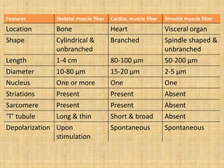 Features Skeletal muscle fiber Cardiac muscle fiber Smooth muscle fiber
Location Bone Heart Visceral organ
Shape Cylindrical &
unbranched
Branched Spindle shaped &
unbranched
Length 1-4 cm 80-100 µm 50-200 µm
Diameter 10-80 µm 15-20 µm 2-5 µm
Nucleus One or more One One
Striations Present Present Absent
Sarcomere Present Present Absent
‘T’ tubule Long & thin Short & broad Absent
Depolarization Upon
stimulation
Spontaneous Spontaneous
 