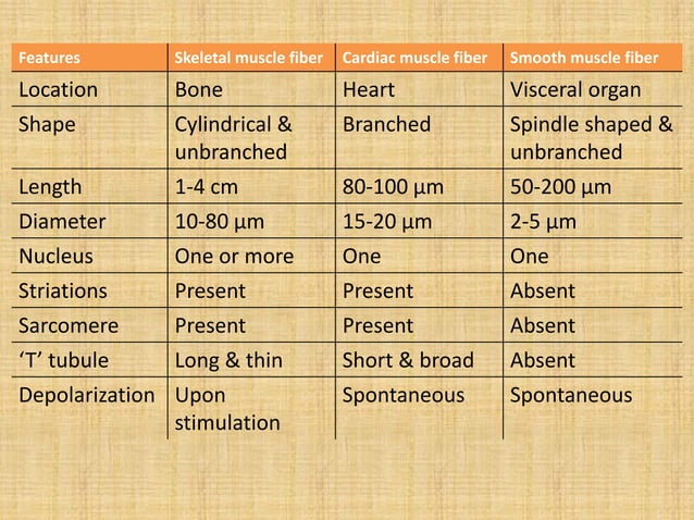 Muscles classification | PDF | Physical Therapy | Wellness