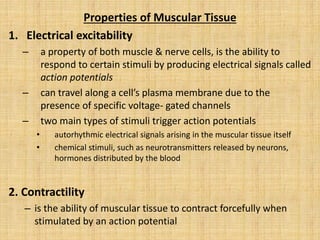 Properties of Muscular Tissue
1. Electrical excitability
– a property of both muscle & nerve cells, is the ability to
respond to certain stimuli by producing electrical signals called
action potentials
– can travel along a cell’s plasma membrane due to the
presence of specific voltage- gated channels
– two main types of stimuli trigger action potentials
• autorhythmic electrical signals arising in the muscular tissue itself
• chemical stimuli, such as neurotransmitters released by neurons,
hormones distributed by the blood
2. Contractility
– is the ability of muscular tissue to contract forcefully when
stimulated by an action potential
 