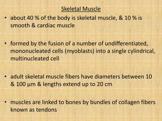 Skeletal Muscle
• about 40 % of the body is skeletal muscle, & 10 % is
smooth & cardiac muscle
• formed by the fusion of a number of undifferentiated,
mononucleated cells (myoblasts) into a single cylindrical,
multinucleated cell
• adult skeletal muscle fibers have diameters between 10
& 100 µm & lengths extend up to 20 cm
• muscles are linked to bones by bundles of collagen fibers
known as tendons
 