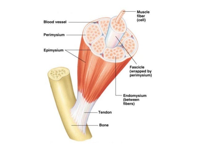 skeletal muscle contraction