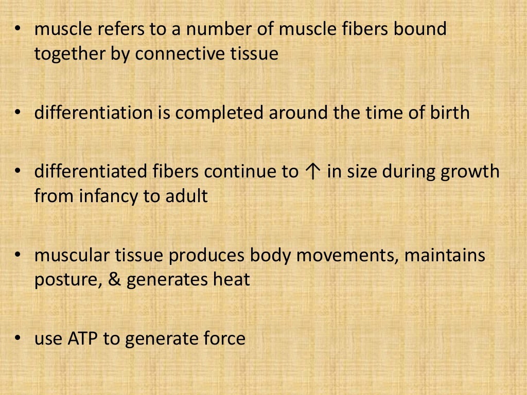 Muscles classification