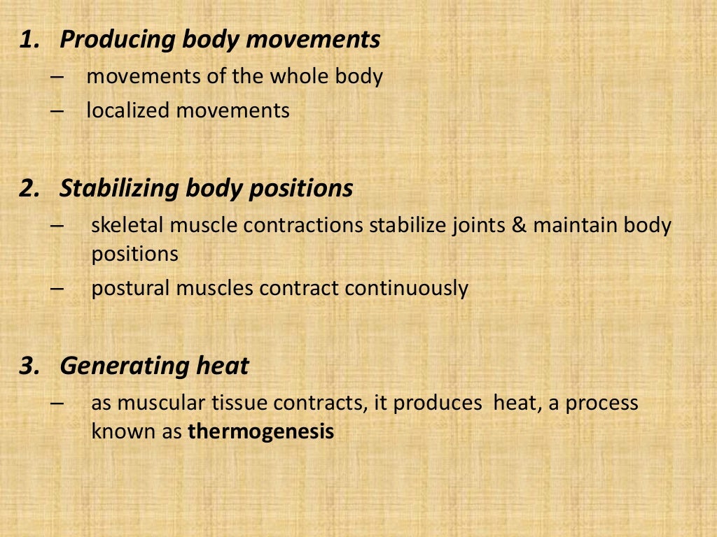 Muscles Classification Muscles Classification