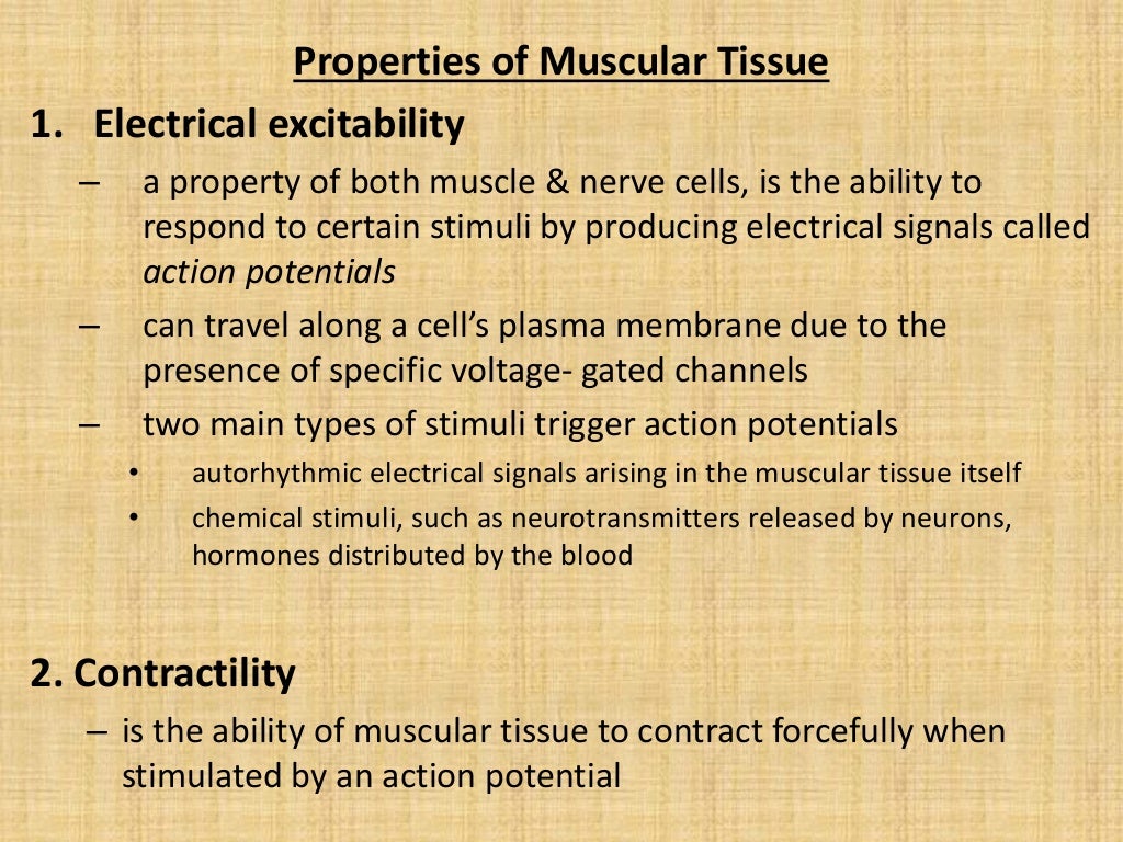 Muscles classification