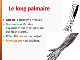» Origine: Epicondyle médiale
» Terminaison: Par des
expansions sur le rétinaculum
des fléchisseurs).
» Rôle: fléchisseur du poignet.
» Innervation: Nerf Médian.
 