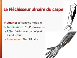 » Origine: Epicondyle médiale
» Terminaison: l’os Pisiforme. —
» Rôle: fléchisseur du poignet
+ adducteur.
» Innervation: Nerf Ulnaire.
 