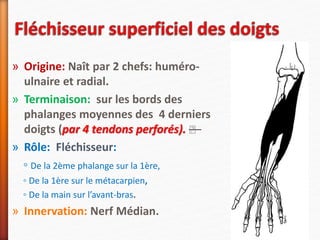 » Origine: Naît par 2 chefs: huméro-
ulnaire et radial.
» Terminaison: sur les bords des
phalanges moyennes des 4 derniers
doigts (par 4 tendons perforés). —
» Rôle: Fléchisseur:
◦ De la 2ème phalange sur la 1ère,
◦ De la 1ère sur le métacarpien,
◦ De la main sur l’avant-bras.
» Innervation: Nerf Médian.
 