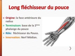 » Origine: la face antérieure du
radius
» Terminaison: base de la 2ème
phalange du pouce
» Rôle: fléchisseur du Pouce.
» Innervation: Nerf Médian.
 