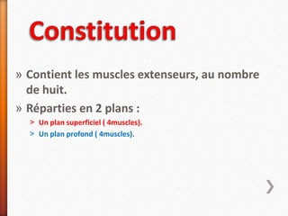 » Contient les muscles extenseurs, au nombre
de huit.
» Réparties en 2 plans :
˃ Un plan superficiel ( 4muscles).
˃ Un plan profond ( 4muscles).
 