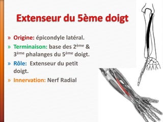» Origine: épicondyle latéral.
» Terminaison: base des 2ème &
3ème phalanges du 5ème doigt.
» Rôle: Extenseur du petit
doigt.
» Innervation: Nerf Radial
 