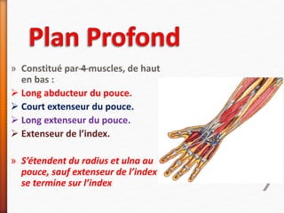 » Constitué par—4 muscles, de haut
en bas :
 Long abducteur du pouce.
 Court extenseur du pouce.
 Long extenseur du pouce.
 Extenseur de l’index.
» S’étendent du radius et ulna au
pouce, sauf extenseur de l’index
se termine sur l’index
 