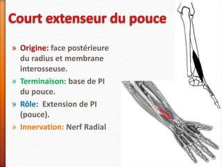 » Origine: face postérieure
du radius et membrane
interosseuse.
» Terminaison: base de PI
du pouce.
» Rôle: Extension de PI
(pouce).
» Innervation: Nerf Radial
 
