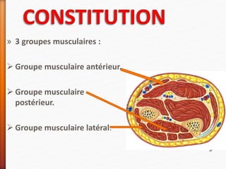 » 3 groupes musculaires :
 Groupe musculaire antérieur.
 Groupe musculaire
postérieur.
 Groupe musculaire latéral.
 