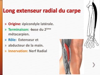 » Origine: épicondyle latérale.
» Terminaison: —base du 2ème
métacarpien.
» Rôle: Extenseur et
» abducteur de la main.
» Innervation: Nerf Radial
 
