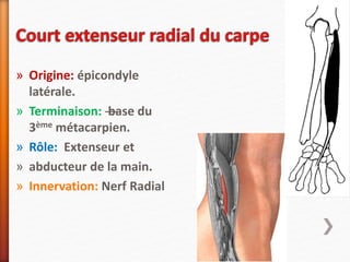 » Origine: épicondyle
latérale.
» Terminaison: —base du
3ème métacarpien.
» Rôle: Extenseur et
» abducteur de la main.
» Innervation: Nerf Radial
 