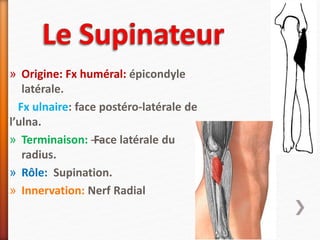 » Origine: Fx huméral: épicondyle
latérale.
Fx ulnaire: face postéro-latérale de
l’ulna.
» Terminaison: —Face latérale du
radius.
» Rôle: Supination.
» Innervation: Nerf Radial
 
