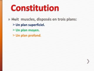 » —Huit muscles, disposés en trois plans:
˃ Un plan superficiel.
˃ Un plan moyen.
˃ Un plan profond.
 