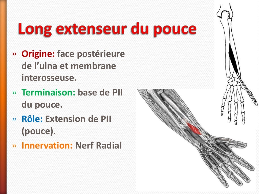 Muscles de l avant bras