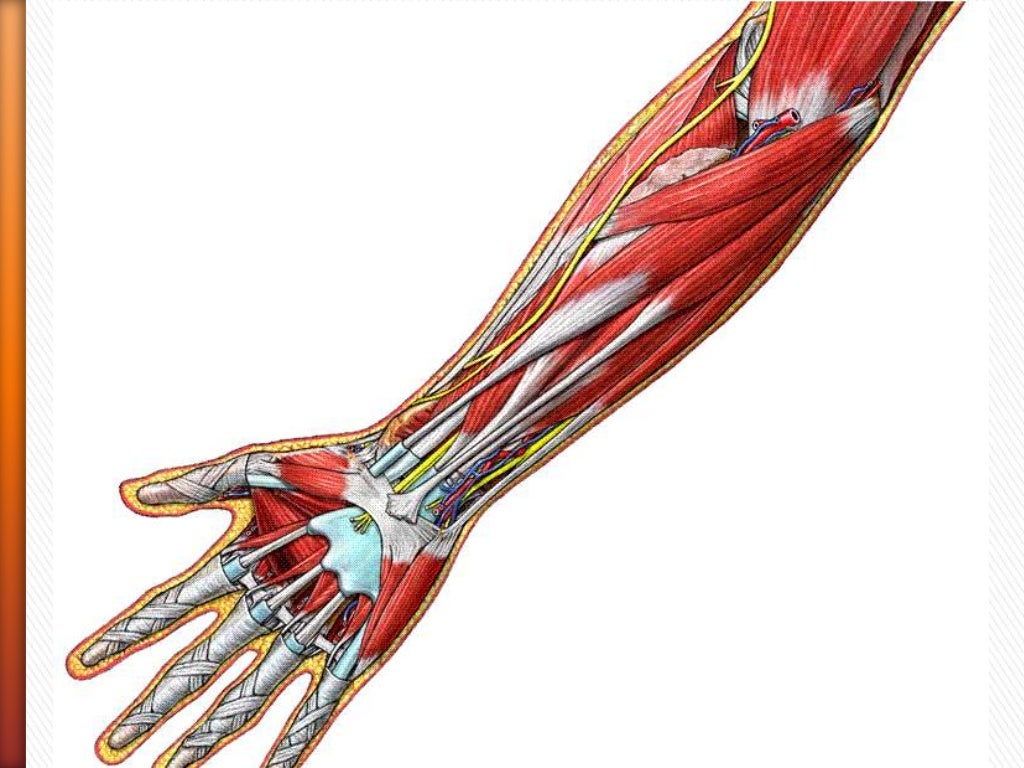 Muscles de l avant bras