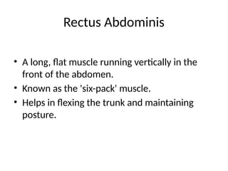Rectus Abdominis
• A long, flat muscle running vertically in the
front of the abdomen.
• Known as the 'six-pack' muscle.
• Helps in flexing the trunk and maintaining
posture.
 