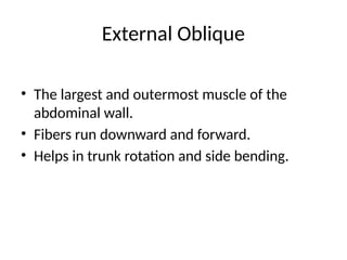 External Oblique
• The largest and outermost muscle of the
abdominal wall.
• Fibers run downward and forward.
• Helps in trunk rotation and side bending.
 