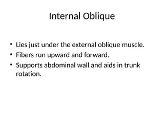 Internal Oblique
• Lies just under the external oblique muscle.
• Fibers run upward and forward.
• Supports abdominal wall and aids in trunk
rotation.
 