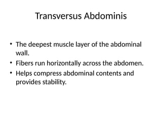 Transversus Abdominis
• The deepest muscle layer of the abdominal
wall.
• Fibers run horizontally across the abdomen.
• Helps compress abdominal contents and
provides stability.
 