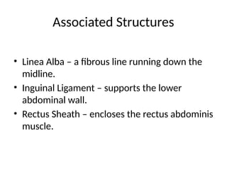 Associated Structures
• Linea Alba – a fibrous line running down the
midline.
• Inguinal Ligament – supports the lower
abdominal wall.
• Rectus Sheath – encloses the rectus abdominis
muscle.
 