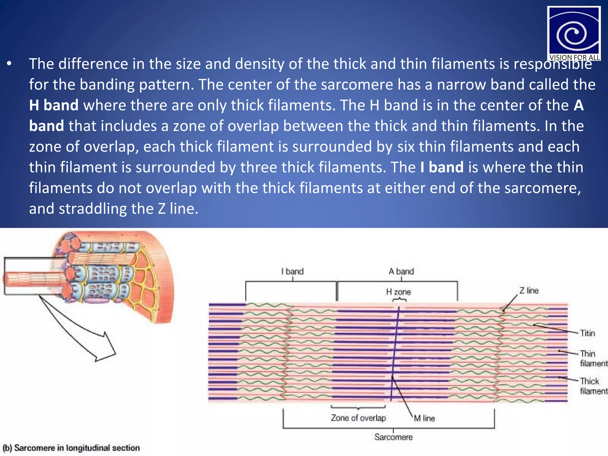 • The difference in the size and density of the thick and thin filaments is responsible
for the banding pattern. The center of the sarcomere has a narrow band called the
H band where there are only thick filaments. The H band is in the center of the A
band that includes a zone of overlap between the thick and thin filaments. In the
zone of overlap, each thick filament is surrounded by six thin filaments and each
thin filament is surrounded by three thick filaments. The I band is where the thin
filaments do not overlap with the thick filaments at either end of the sarcomere,
and straddling the Z line.
 