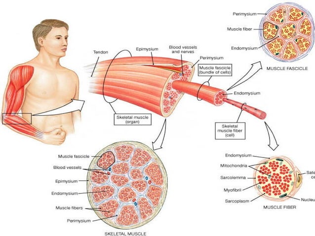 MUSCLES (THREE TYPES OF MUSCLES IN THE BODY) | PPT | Biological ...