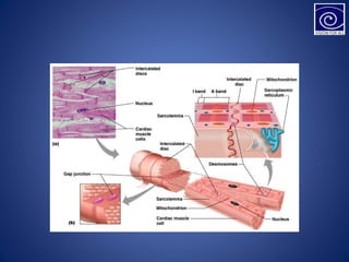 MUSCLES (THREE TYPES OF MUSCLES IN THE BODY) | PPT