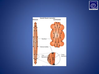 MUSCLES (THREE TYPES OF MUSCLES IN THE BODY) | PPT