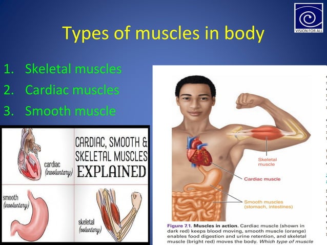MUSCLES (THREE TYPES OF MUSCLES IN THE BODY) | PPT | Biological ...