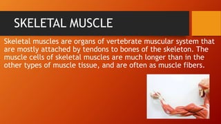 SKELETAL MUSCLE
Skeletal muscles are organs of vertebrate muscular system that
are mostly attached by tendons to bones of the skeleton. The
muscle cells of skeletal muscles are much longer than in the
other types of muscle tissue, and are often as muscle fibers.
 