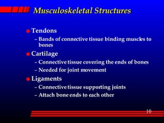 Musculoskeletal Structures Tendons Bands of connective tissue binding muscles to bones Cartilage Connective tissue covering the ends of bones Needed for joint movement Ligaments Connective tissue supporting joints Attach bone ends to each other 