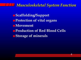 Musculoskeletal System Function Scaffolding/Support Protection of vital organs Movement Production of Red Blood Cells Storage of minerals 