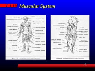 Muscular System 
