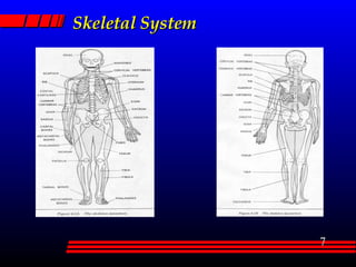 Skeletal System 