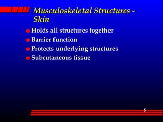 Musculoskeletal Structures -  Skin Holds all structures together Barrier function Protects underlying structures Subcutaneous tissue 