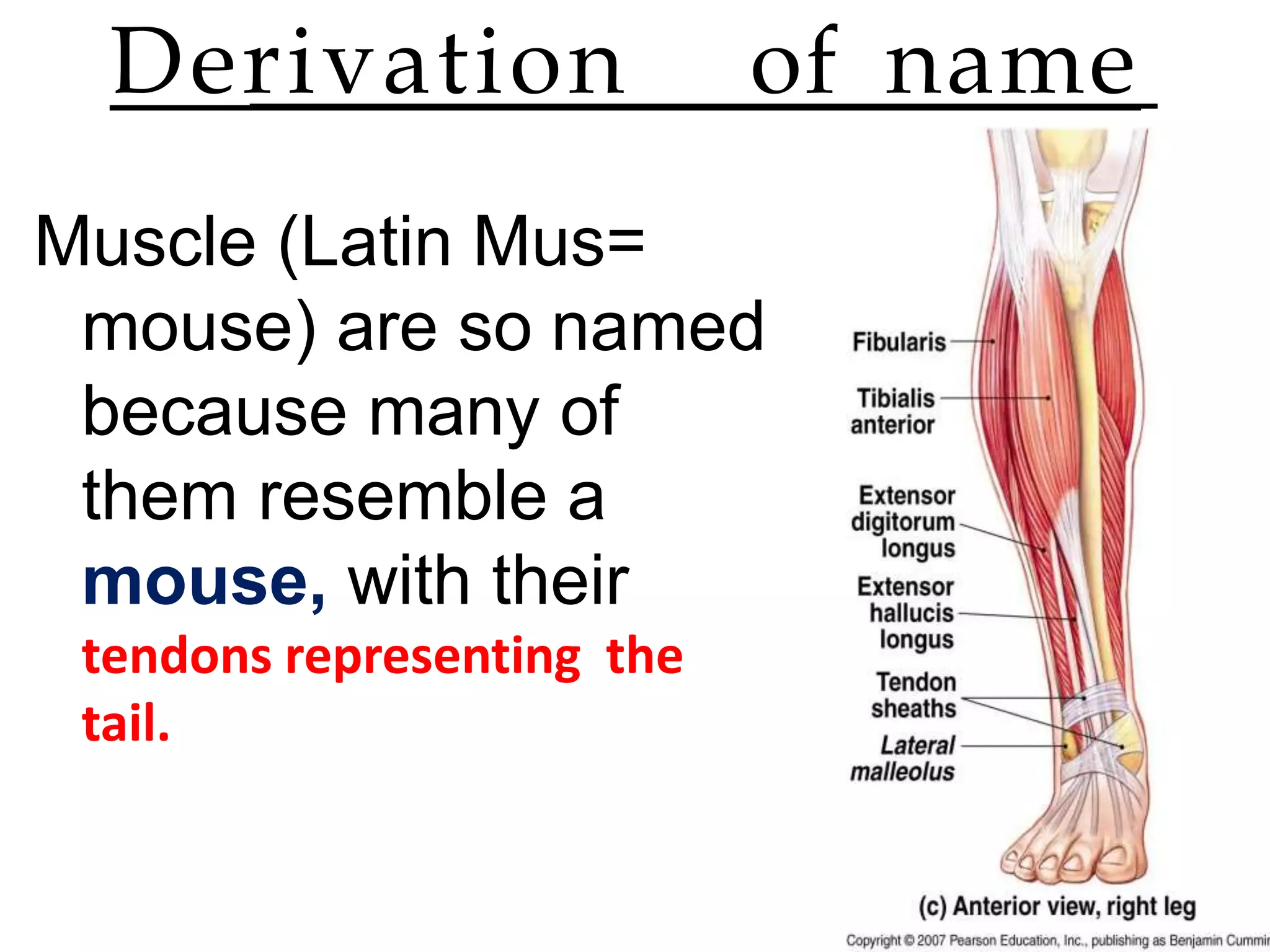 Introduction to Muscle & Its Types | PPTX
