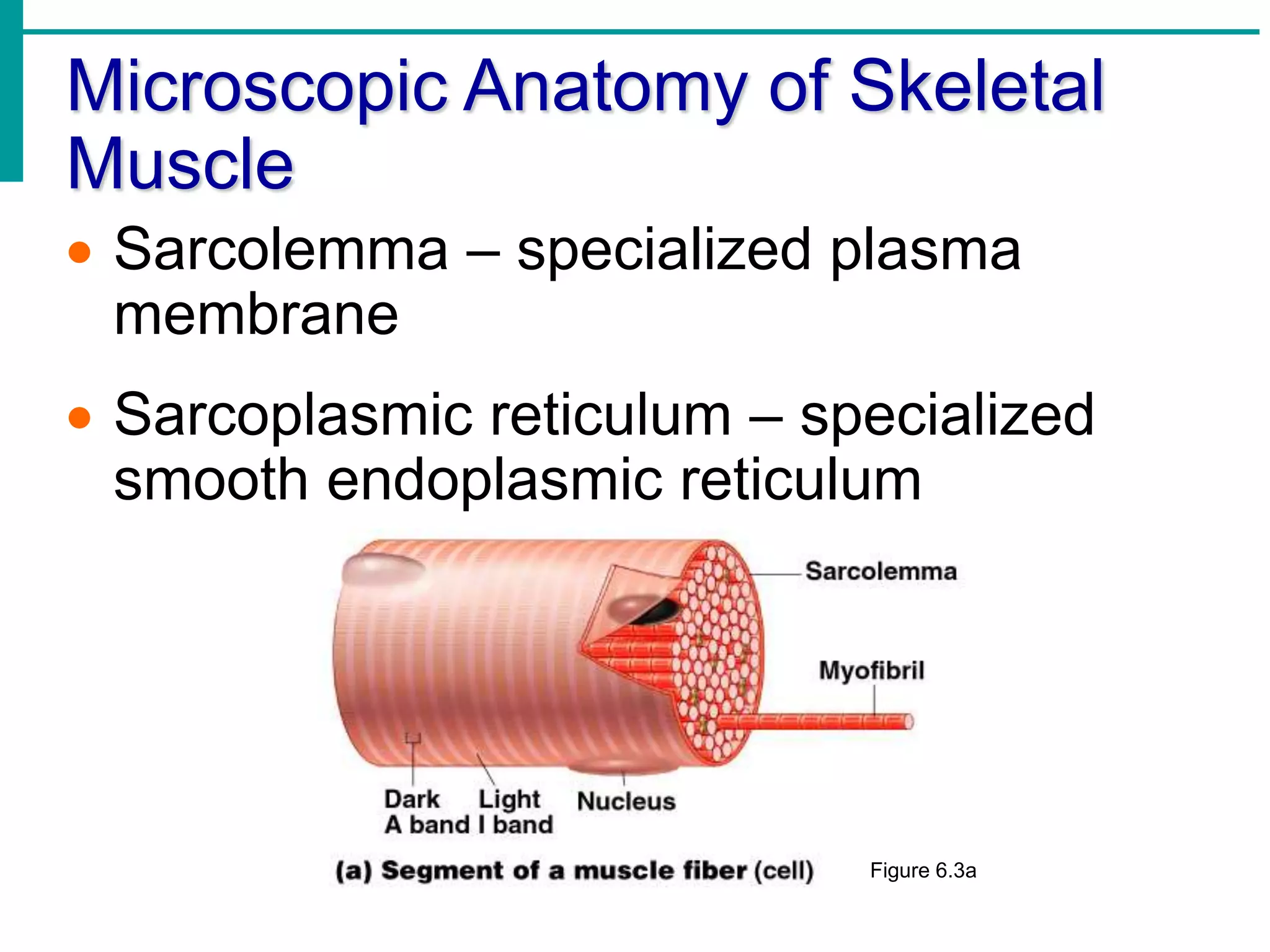 Sarcolasmic Reticulum Introduction to Muscle & Its Types | PPTX