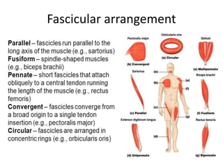 Introduction to Muscle & Its Types | PPTX