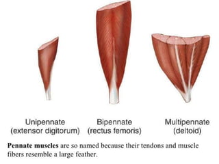 Muscle Kind Introduction to Muscle & Its Types | PPTX