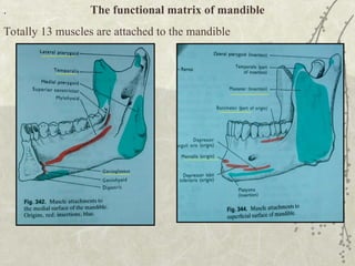 Biofunctional Dynamic Mandibular Role of Muscular System in Etiology and Management of Malocclusion and ...