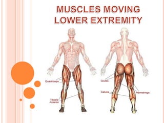 MUSCLES MOVING LOWER EXTREMITY 