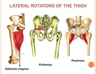 LATERAL ROTATORS OF THE THIGHPectineusPiriformisAdductor magnus
